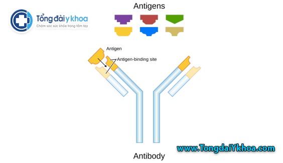 Kháng thể là protein hình chữ Y. Chúng liên kết với các kháng nguyên gây bệnh. Mỗi kháng thể liên kết một kháng nguyên cụ thể. Cả hai khớp với nhau như một cái khóa và chìa khóa.