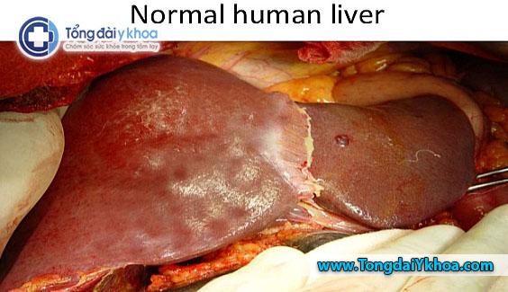 human liver hinh anh gan nguoi