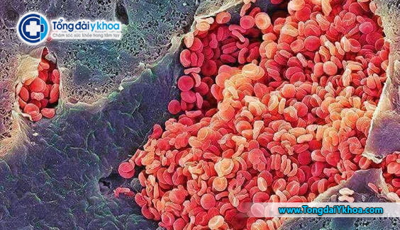red blood cells under a microscope hong cau duoi kinh hien vi dien tu
