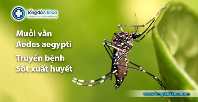 Muỗi vằn Aedes aegypti truyền bệnh sốt huyết