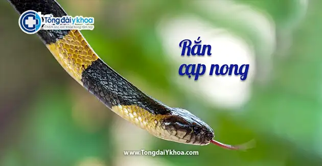Việt Nam là một trong những đất nước đa dạng về loài rắn độc. Trong 10 loài rắn độc Việt Nam được giới thiệu trên hình ảnh, bạn sẽ không khỏi ngạc nhiên và thích thú với sự hoang dã của thiên nhiên, cũng như khả năng sinh tồn của các loài động vật hoang dã này.